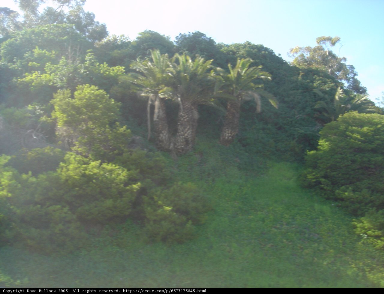 Serene Hillside