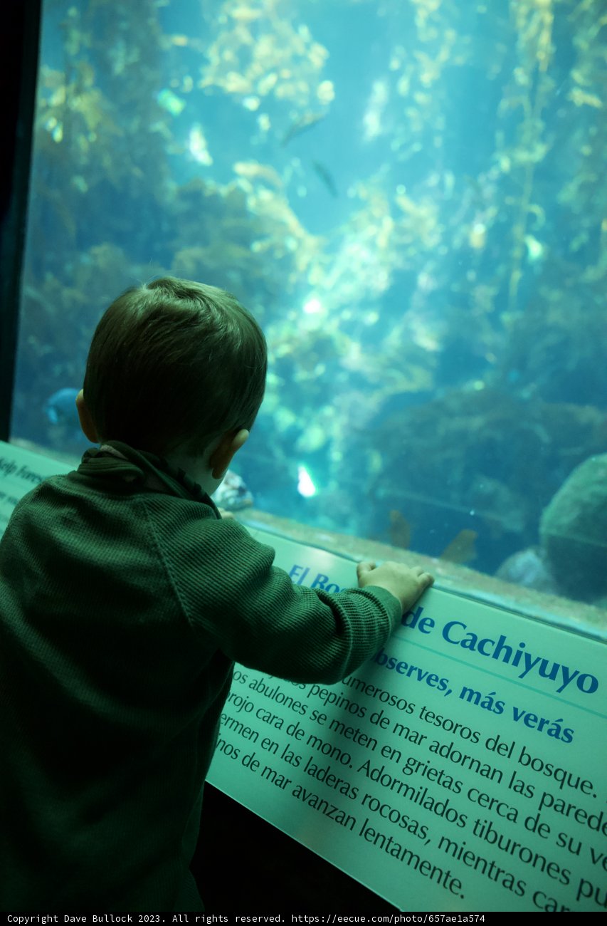Child's Oceanic Wonder at Monterey Bay