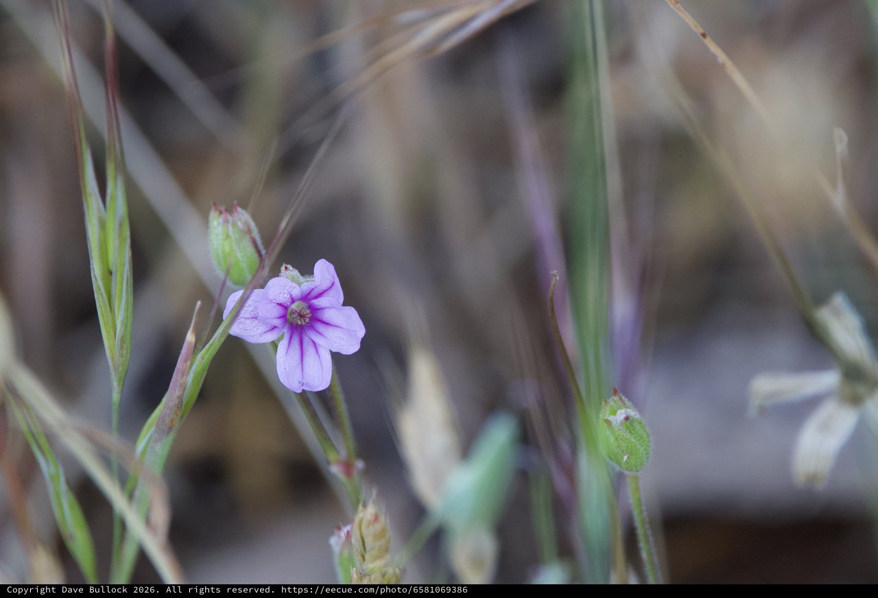Delicate Wild Bloom Among Grasses on Mt. Diablo