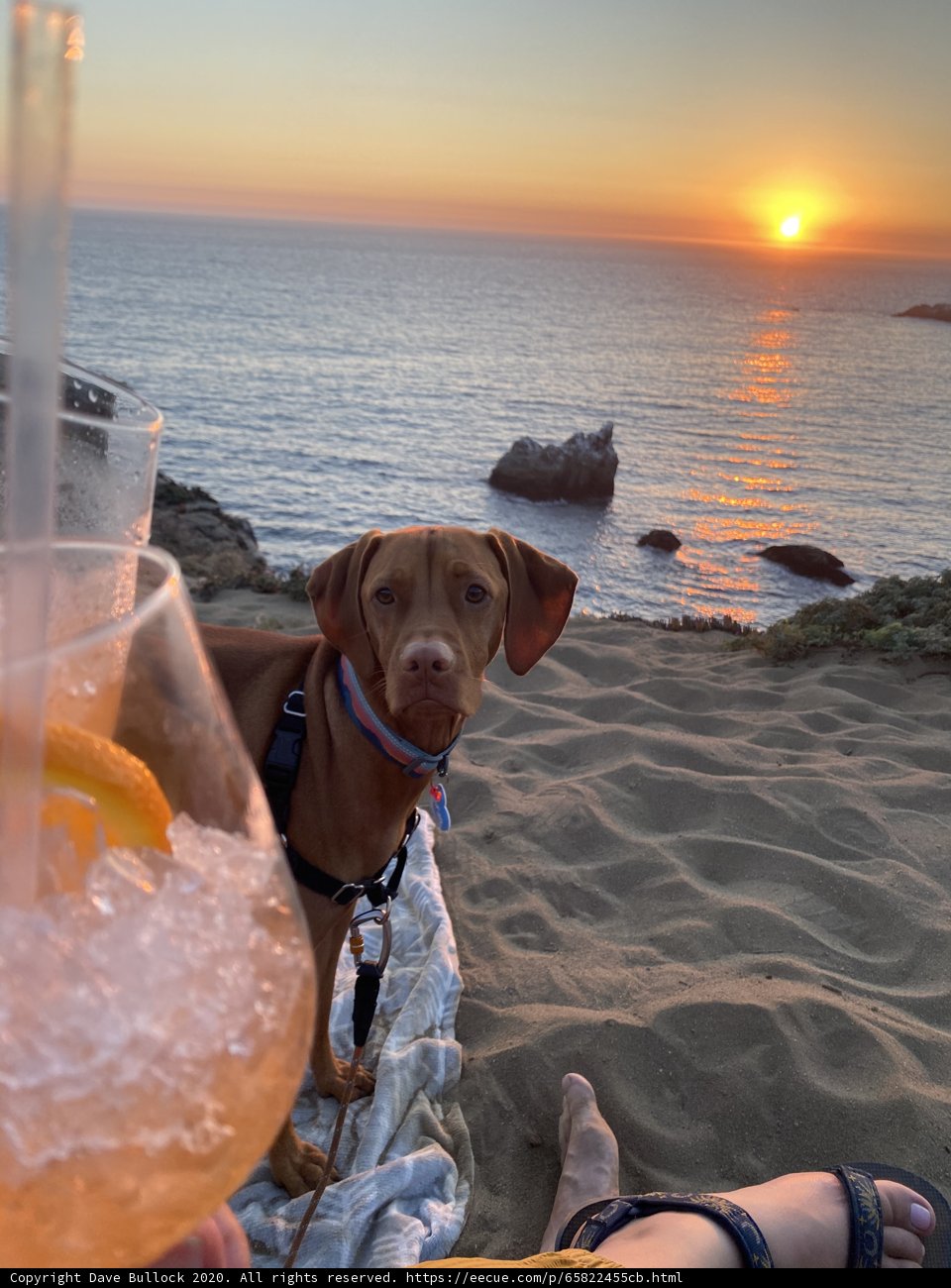 Beachside Pup Happy Hour