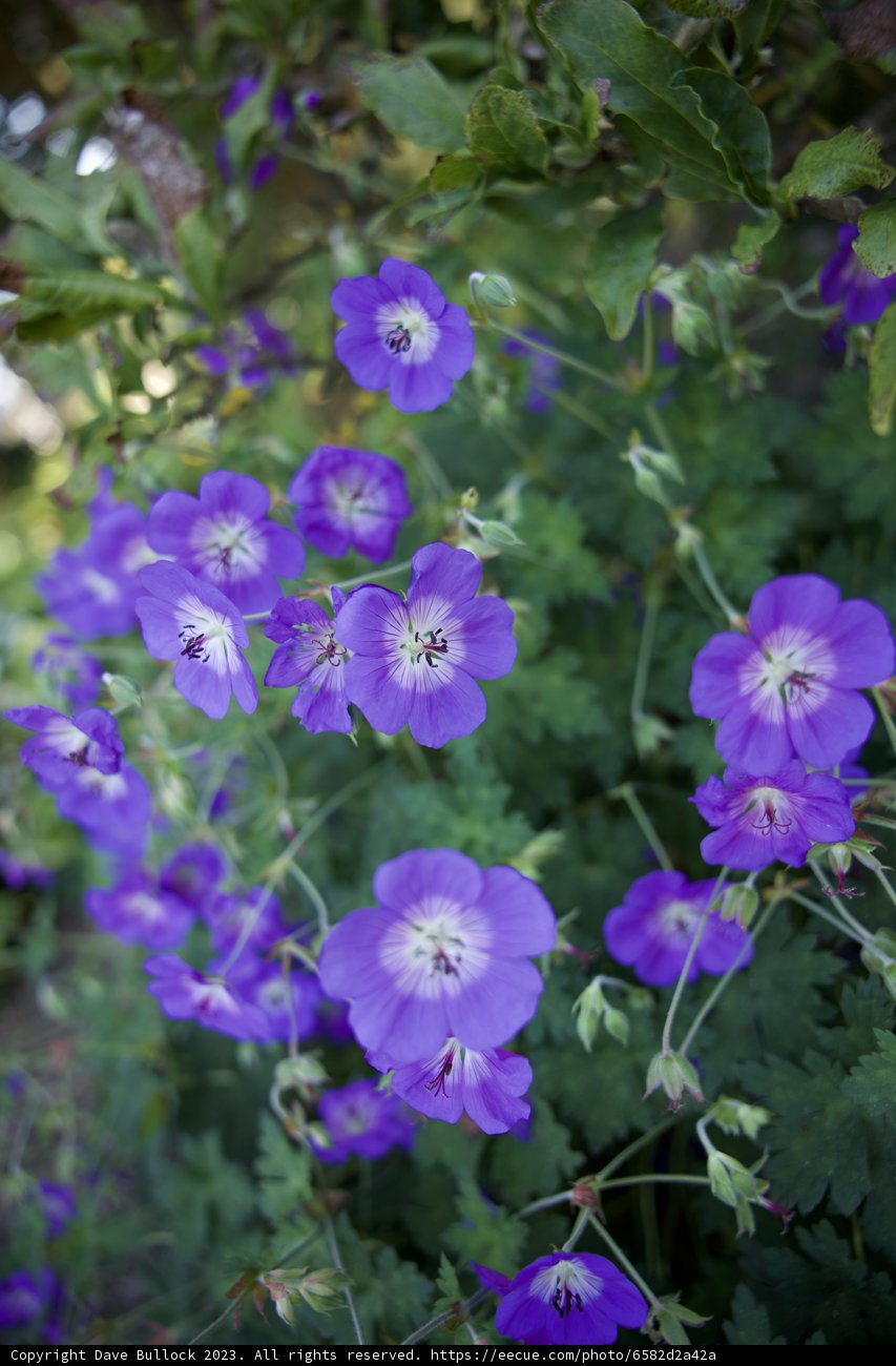 The Enchanting Blooms of San Francisco