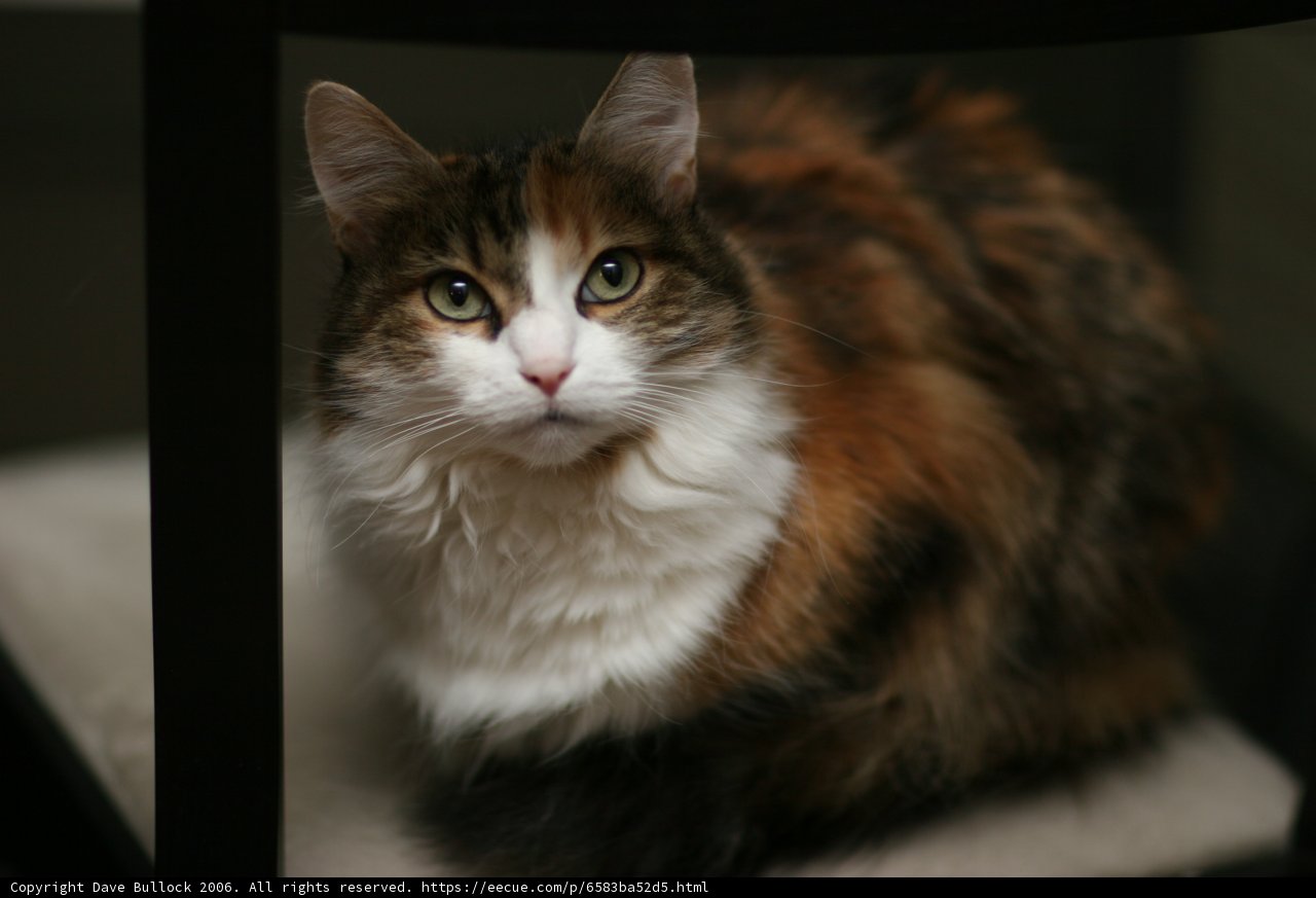 Calico Manx Cat on Chair