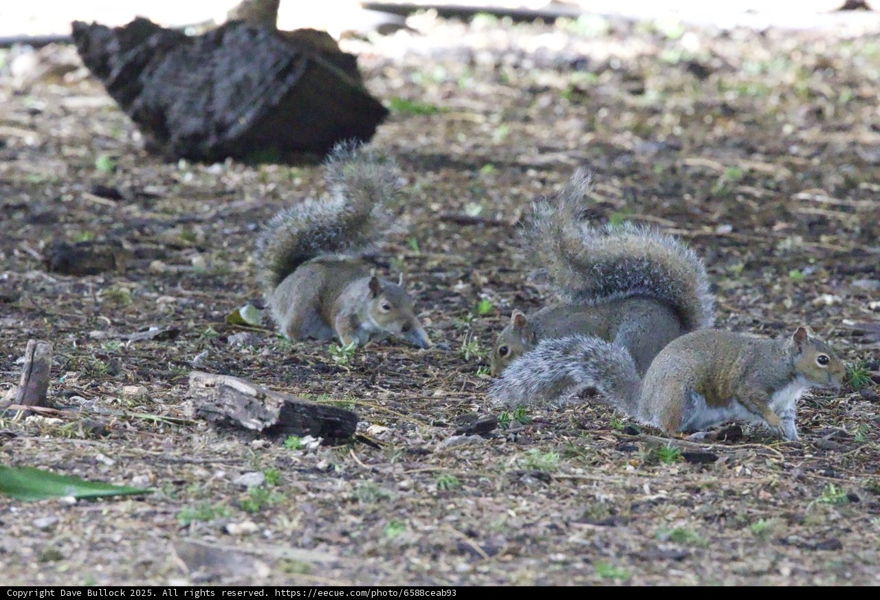 Squirrel Gathering