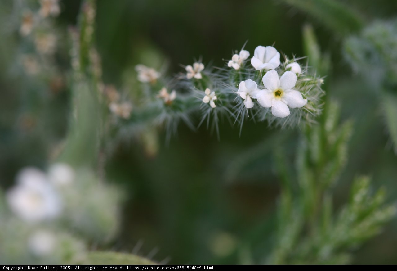 Geranium Flower With Small Petals