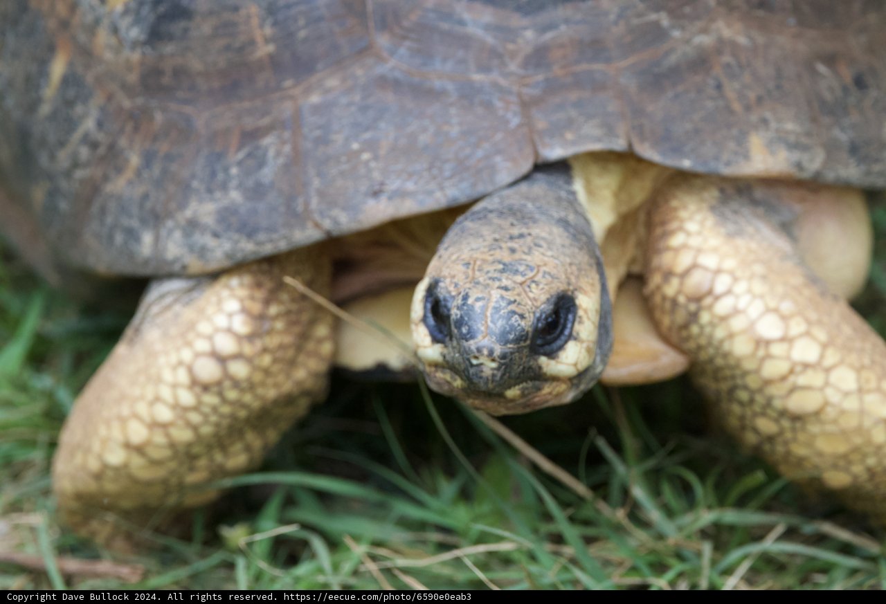 Gentle Gaze: A Tortoise at Honolulu Zoo