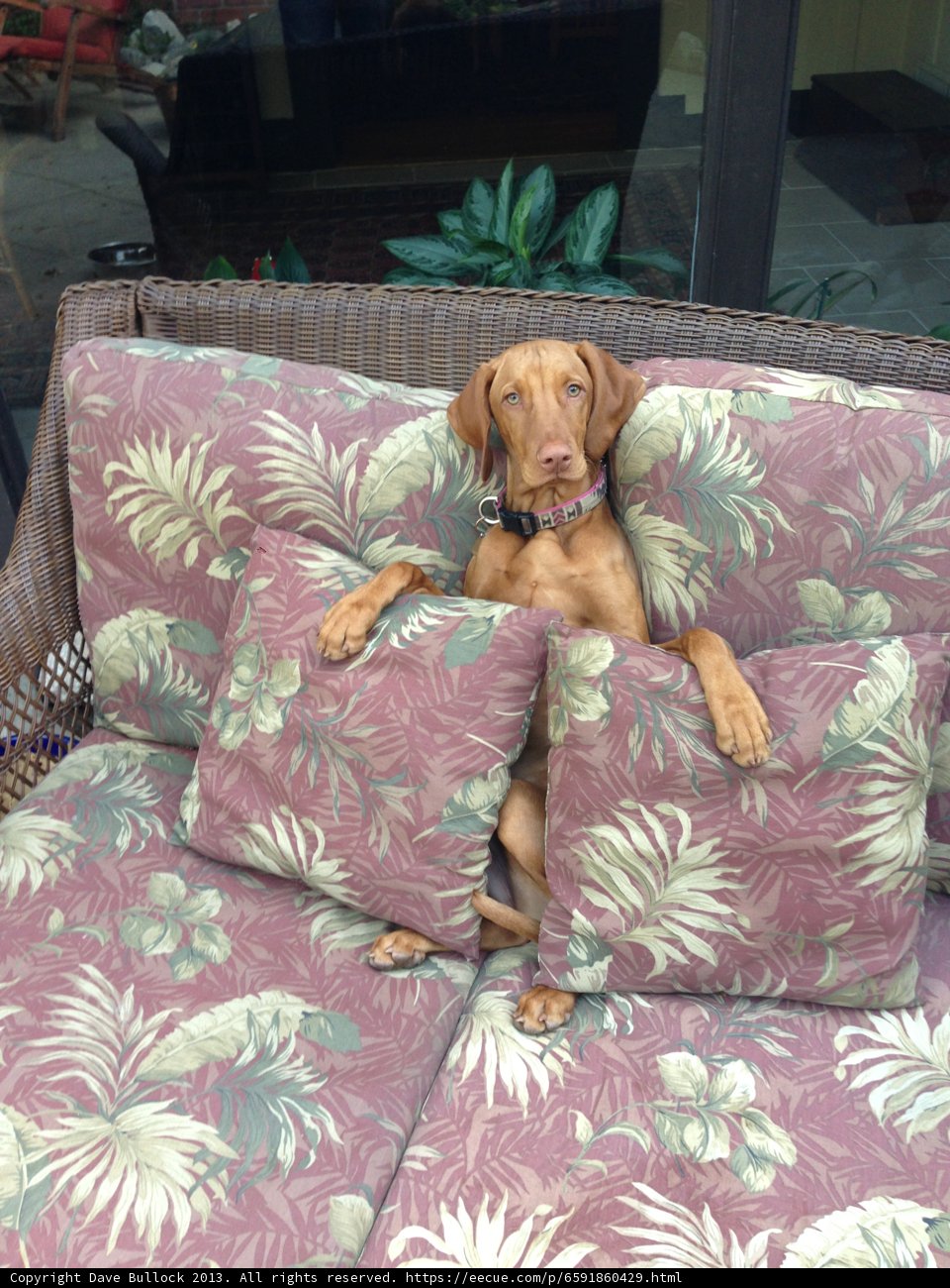 Puppy Love on the Couch