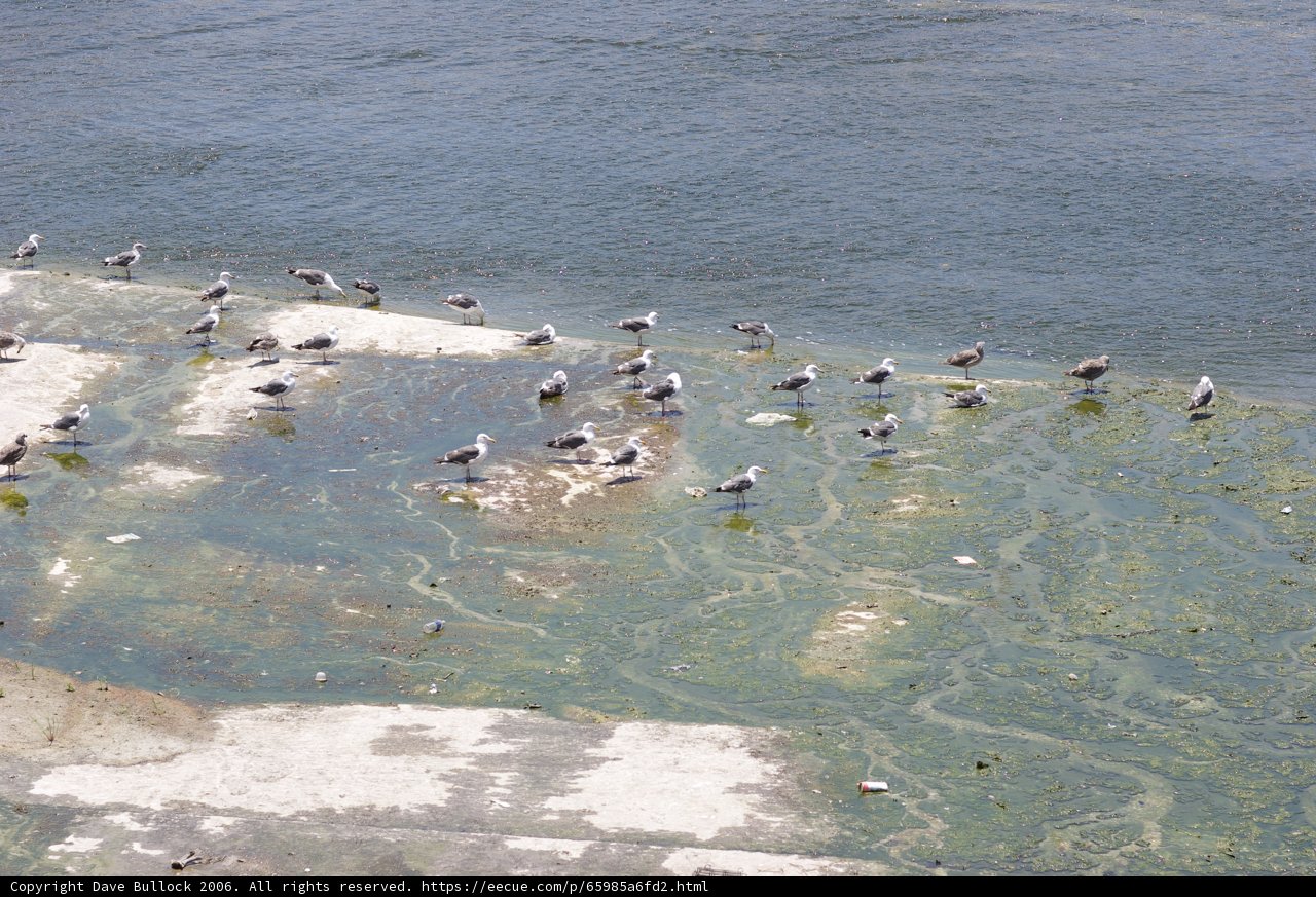 Flock of Birds on a Water Ledge