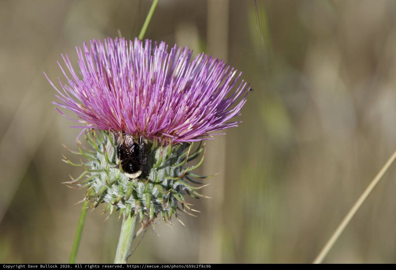 Bumblebee Foraging on Purple Thistle Bloom
