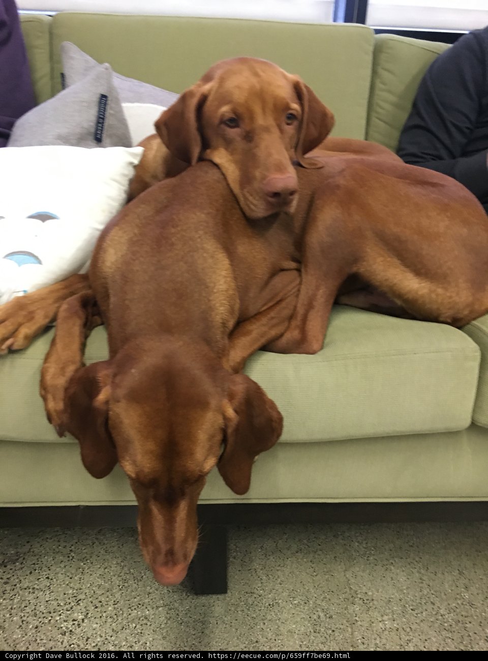 Two Canine Companions Take A Break On The Couch