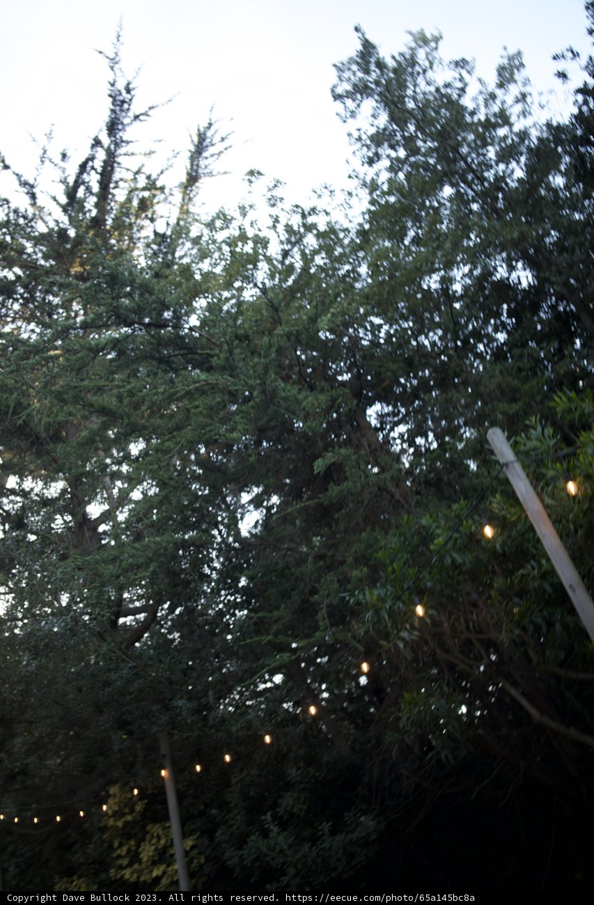 Gleaming Grove at Dusk