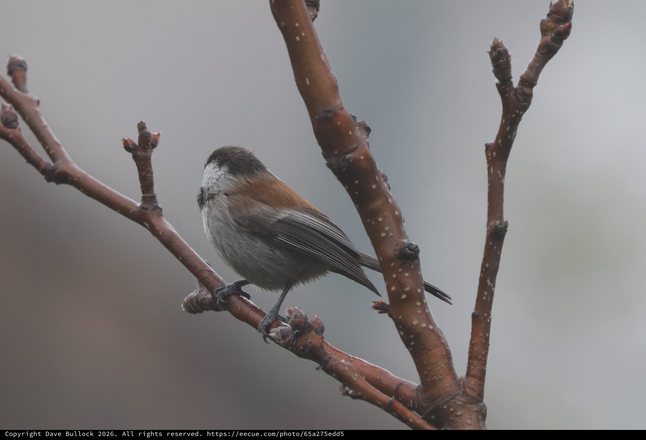 Boreal Chickadee Perched on Winter Cherry Branch