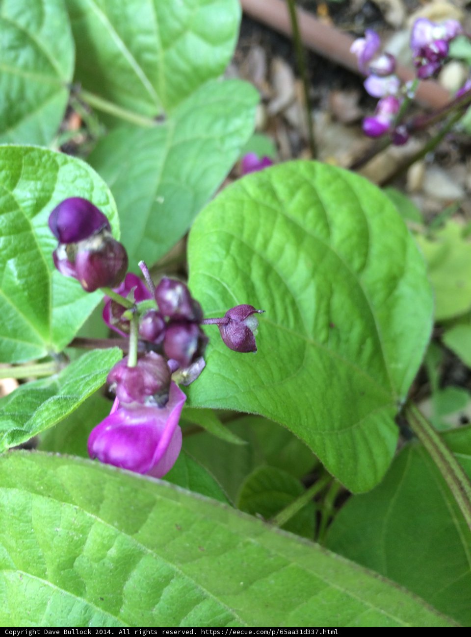 A Beautiful Purple Flower with Berries
