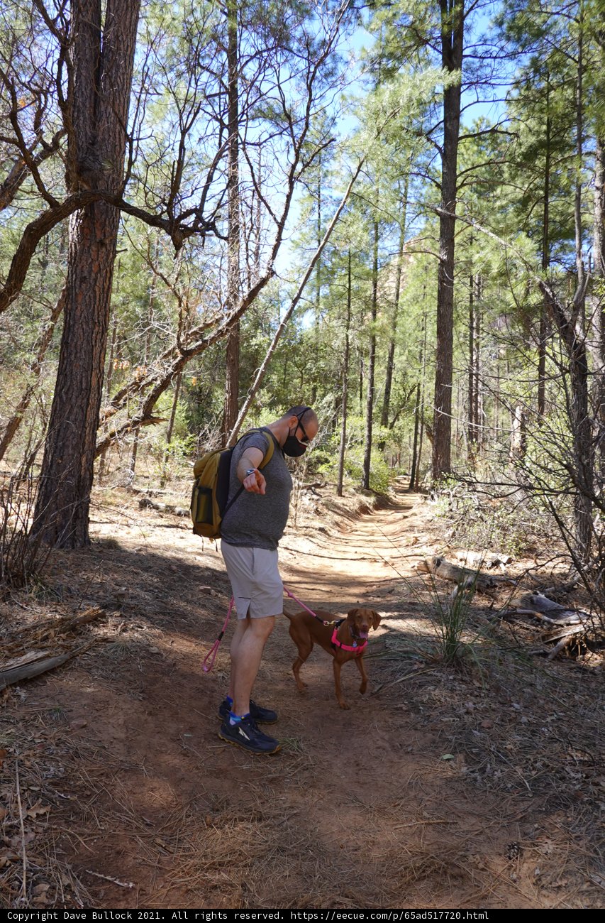Adventures with My Four-Legged Friend
