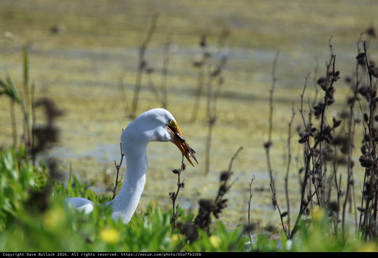 Great Egret Catches Crawfish at Wetland