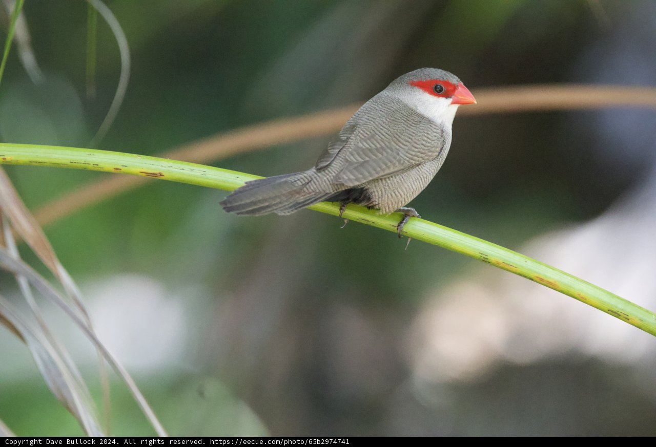 Perched in Tranquility: The Crimson-Faced Finch