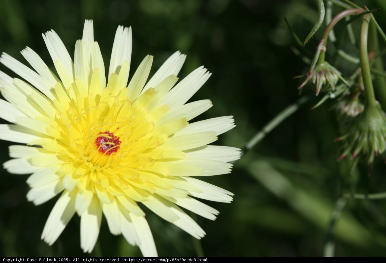 Sunny Daisy