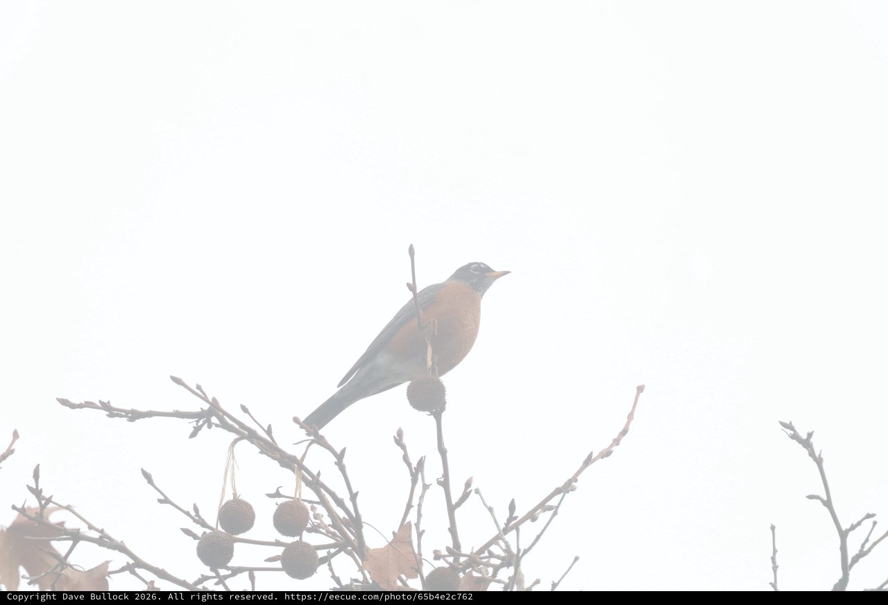 Robin Perched in Foggy Winter Branches