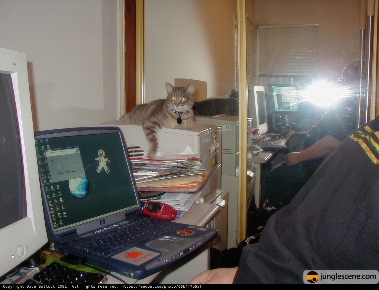 The Working Cat