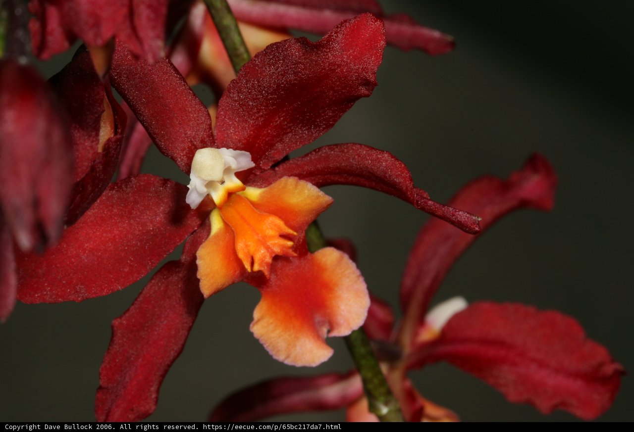 Vibrant Red Orchid with Orange and Yellow Flowers