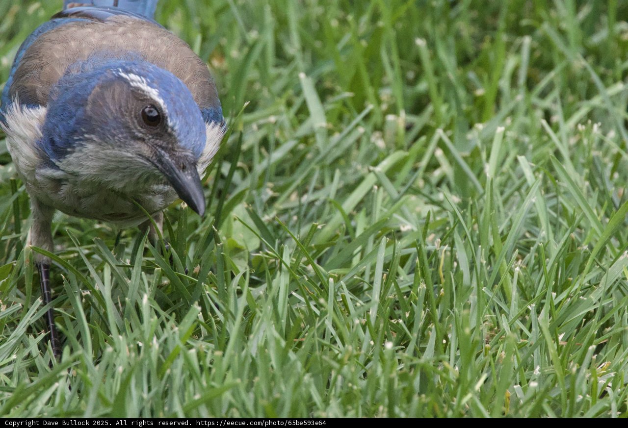 Curious Jay in the Grass