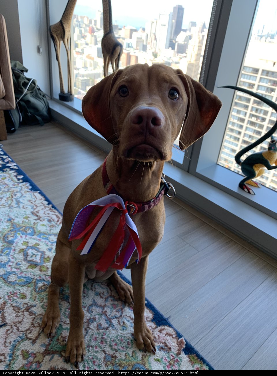 Suave Vizsla