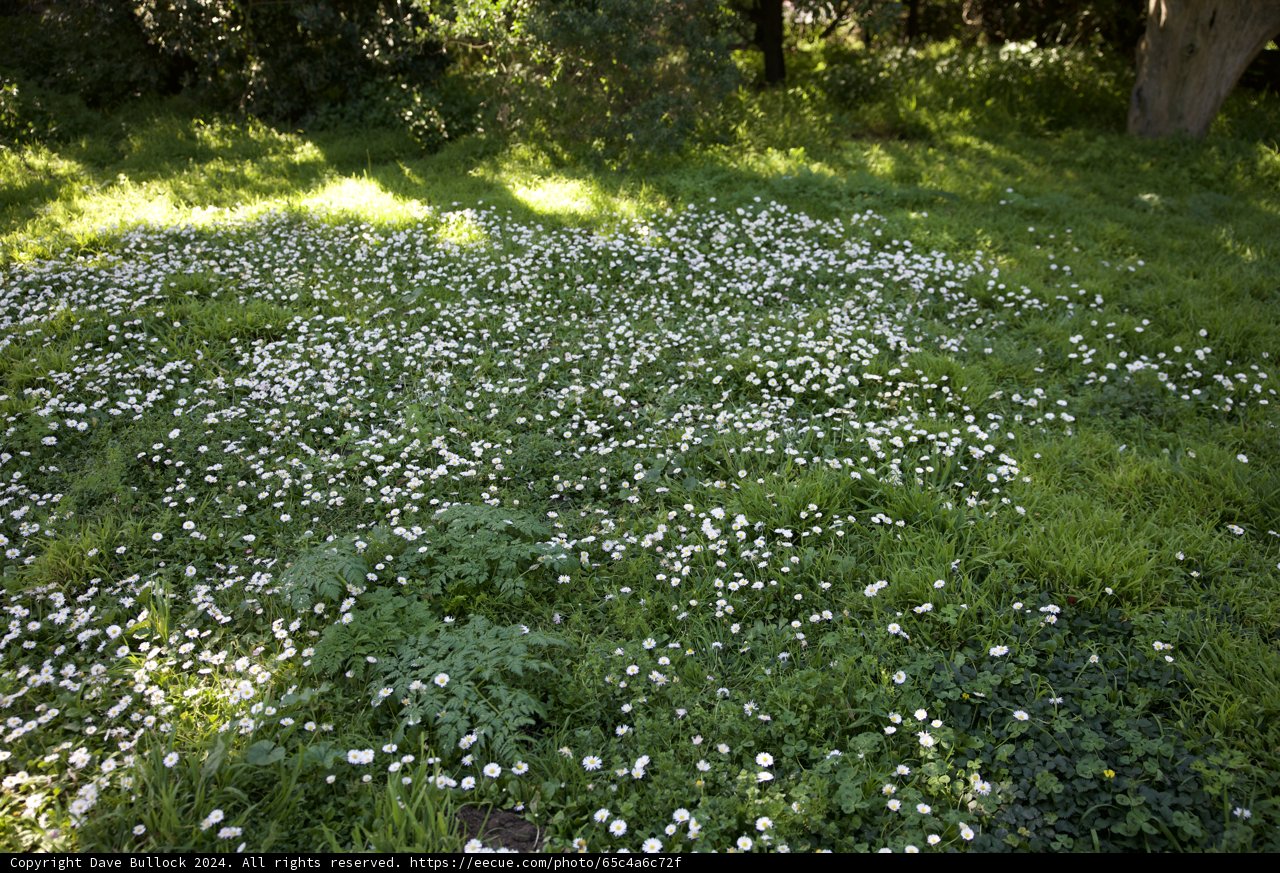 Innocence Among the Meadows