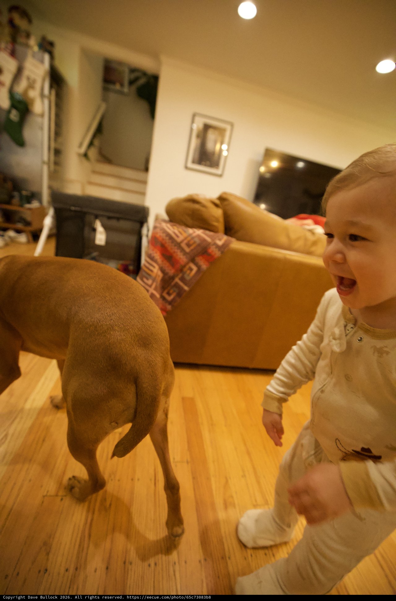Joyful Toddler Playing with Dog in Living Room