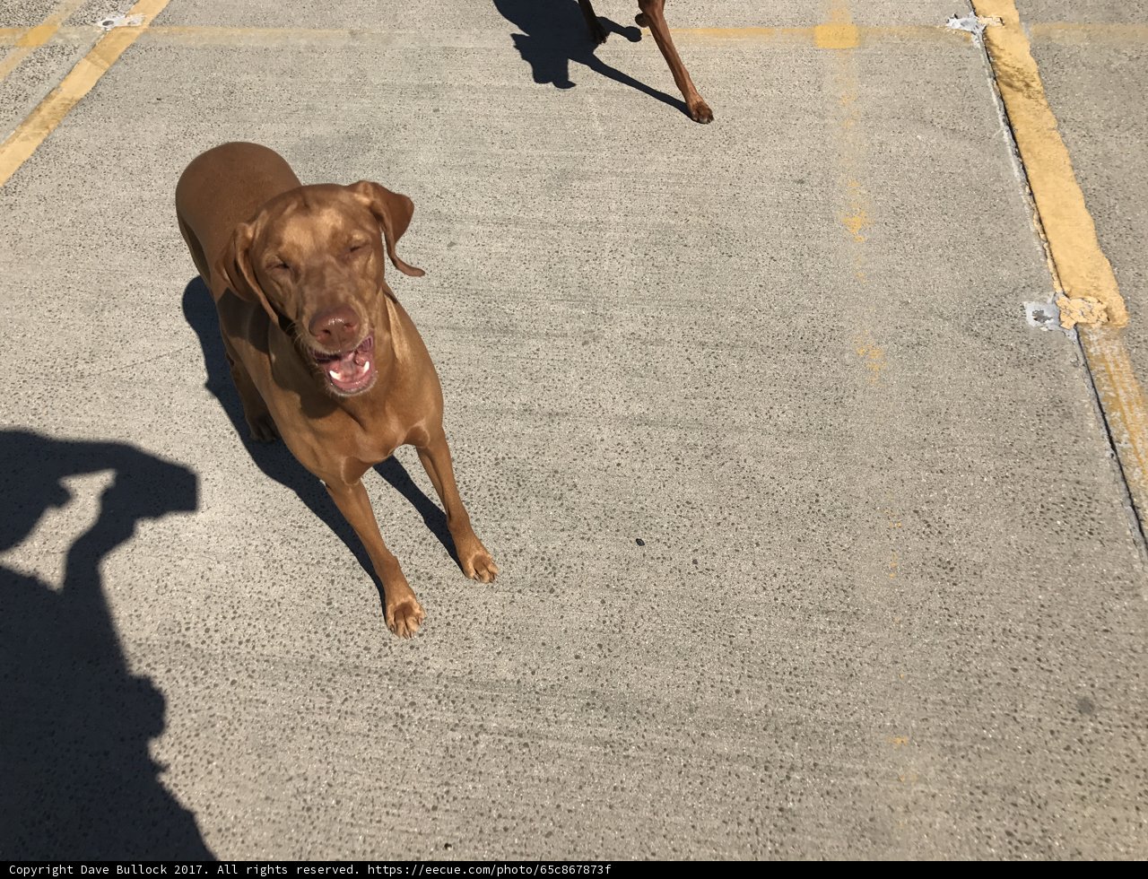 Two Canine Companions in a LA Parking Lot