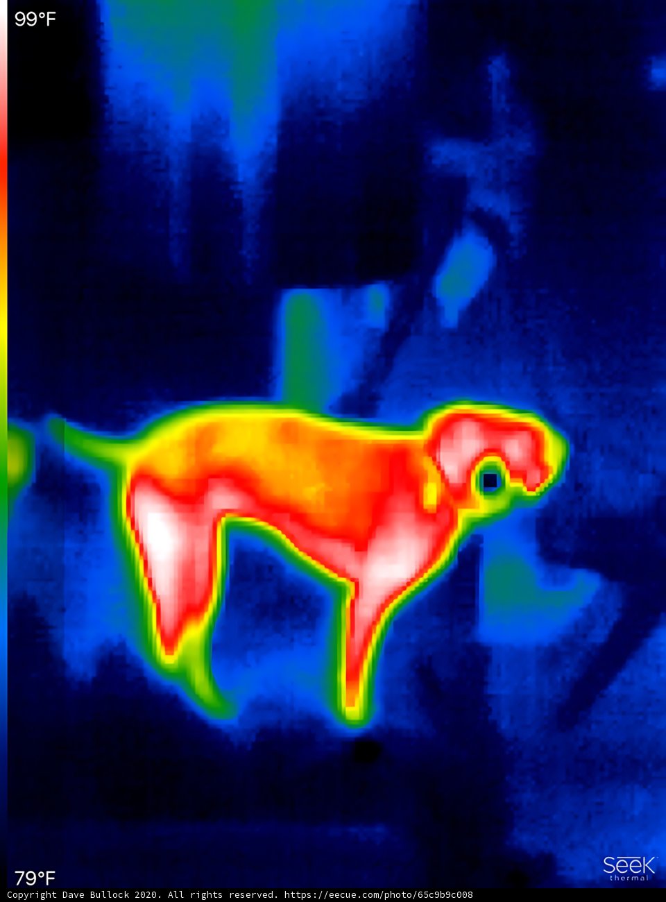 Thermal Image of Dog Standing Indoors