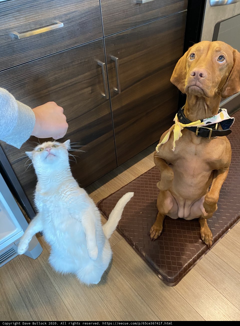 Furry Friends on a Hardwood Mat