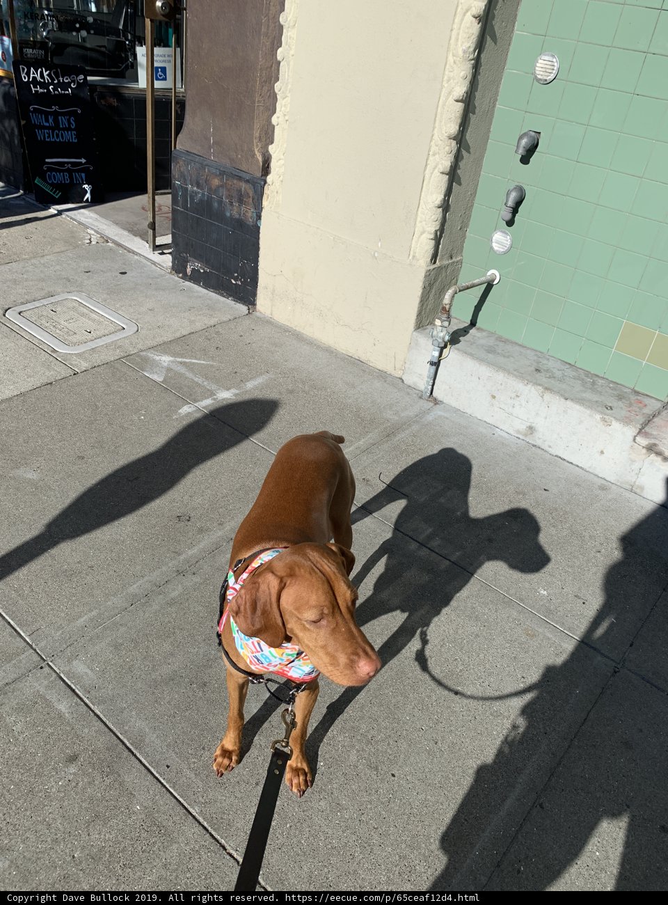 Four-Legged Friend on the Sidewalk