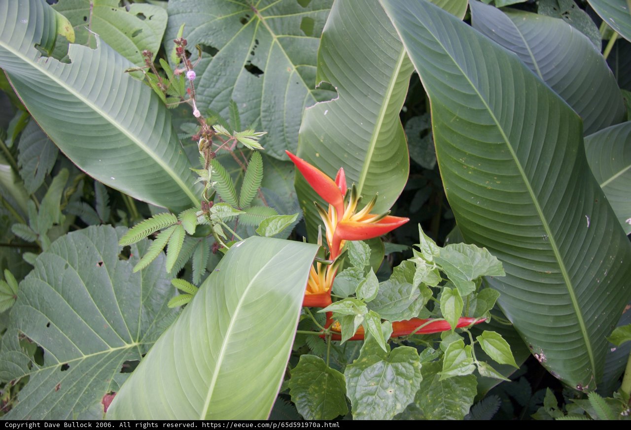 Vibrant Red Lily in Lush Green Foliage