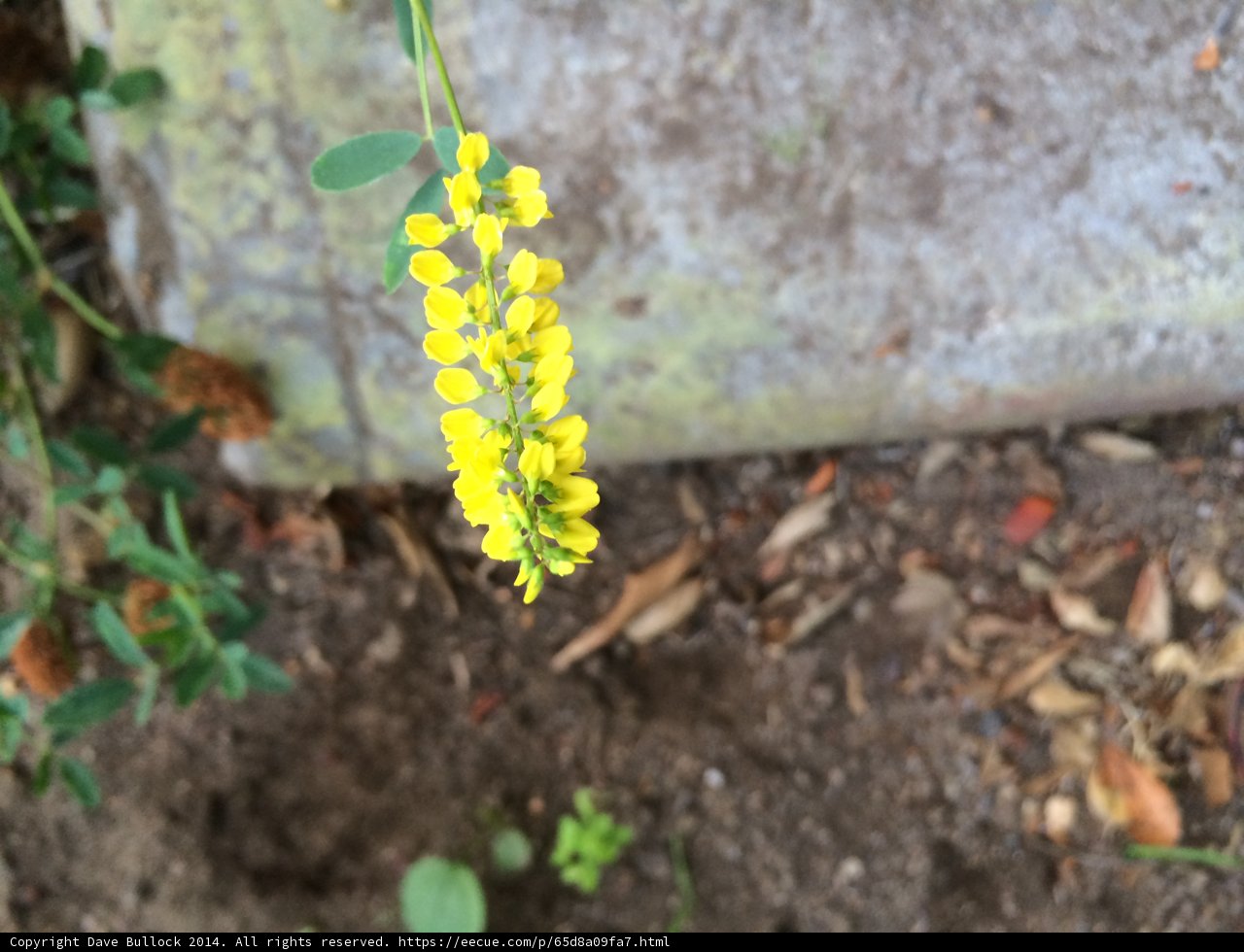 Blooming Lupin