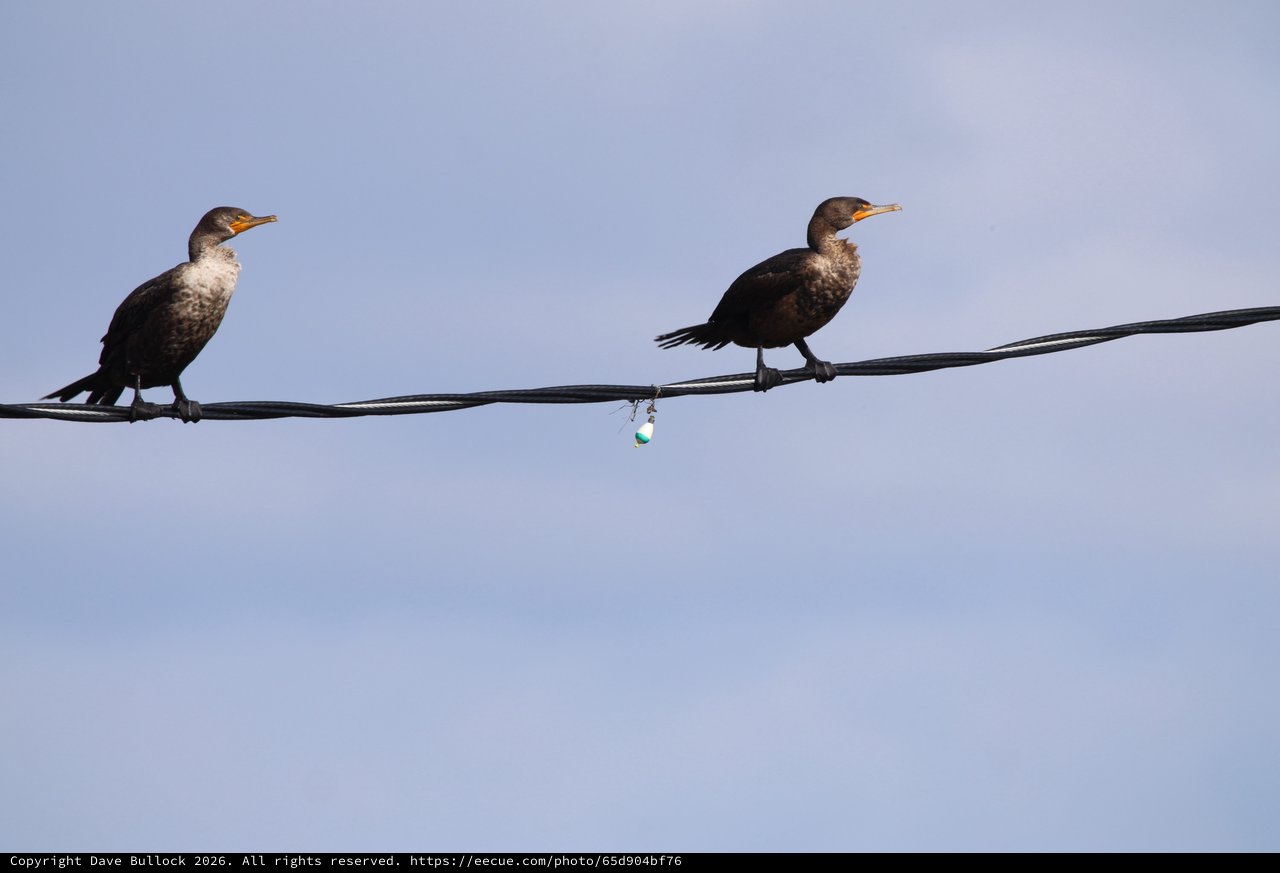Double-crested Cormorants Perched on Wire at Dusk