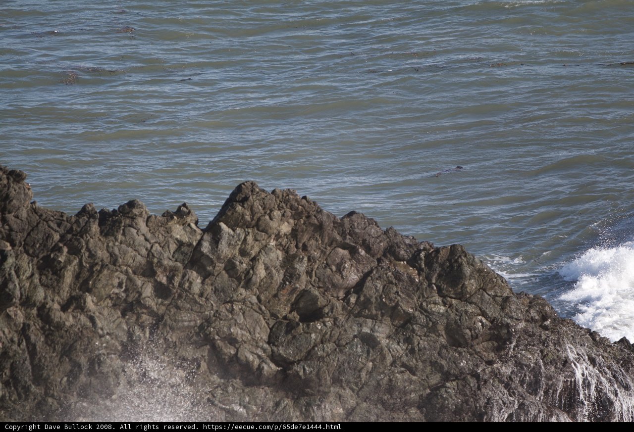 Majestic Bird Soars Over Promontory