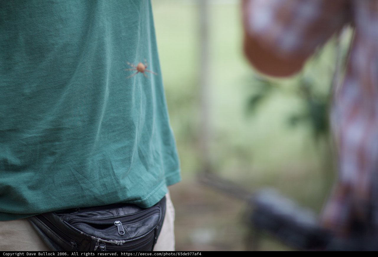 The Arachnid Adventurer