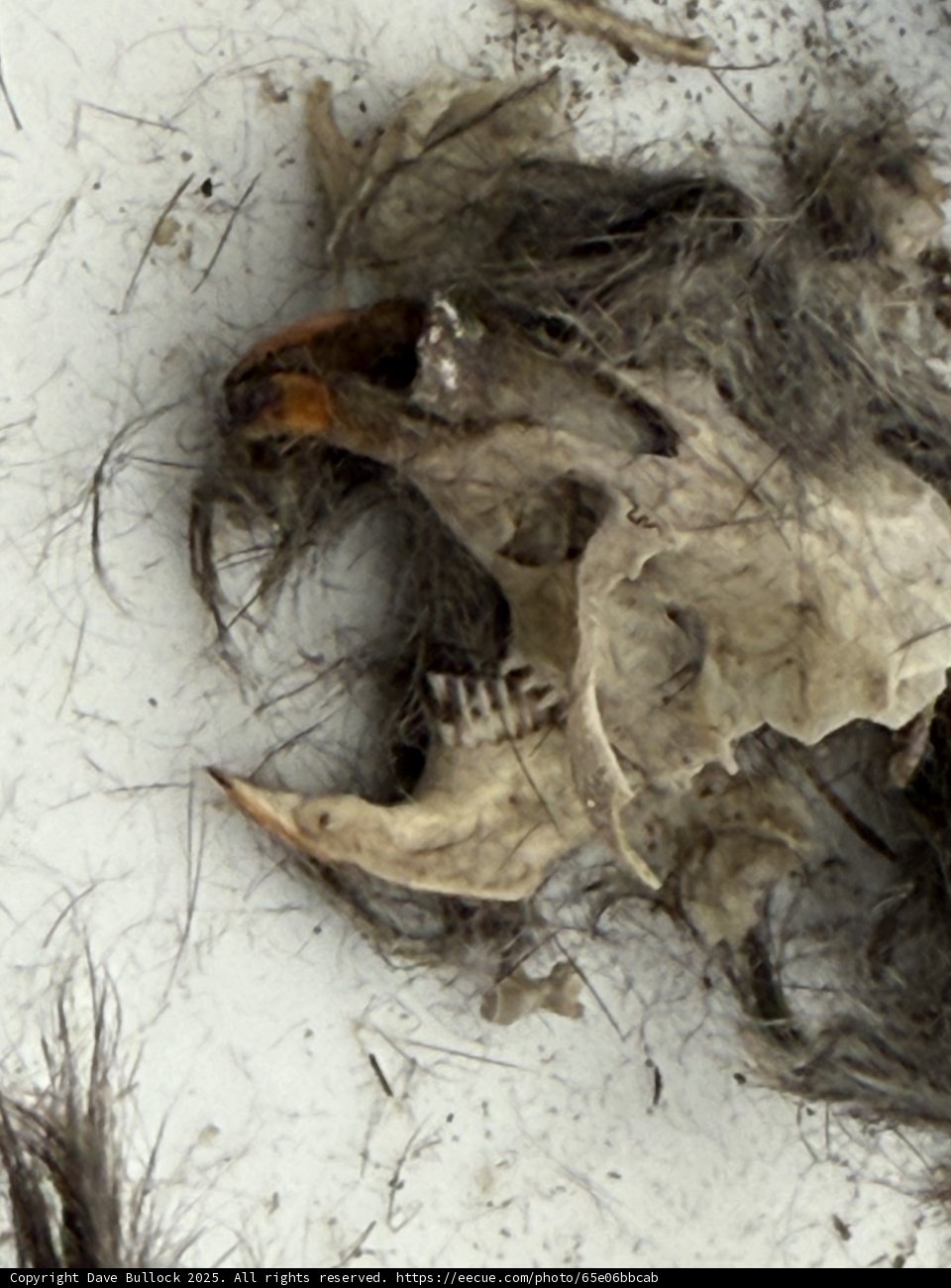 Nature's Remnants