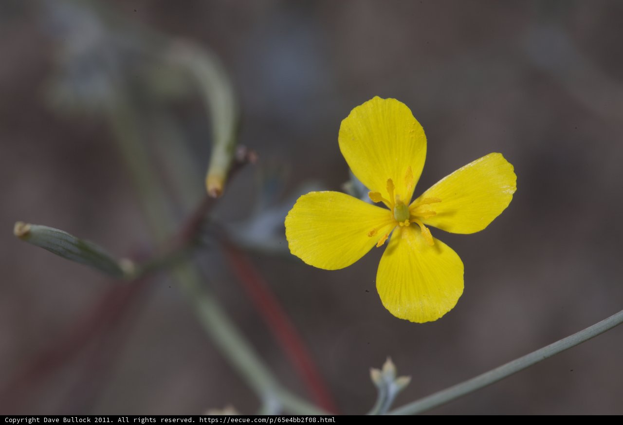 Burst of Sunshine
