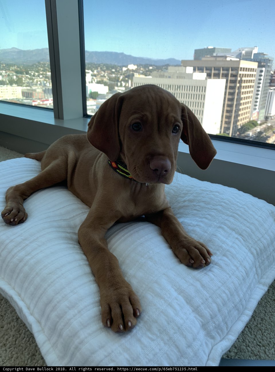 Cozy Vizsla