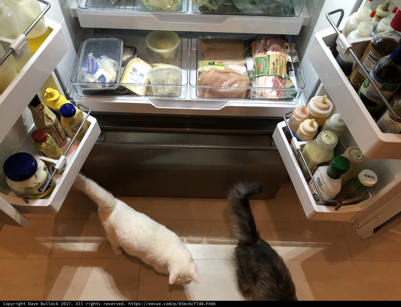 The Curious Cat and the Refrigerator