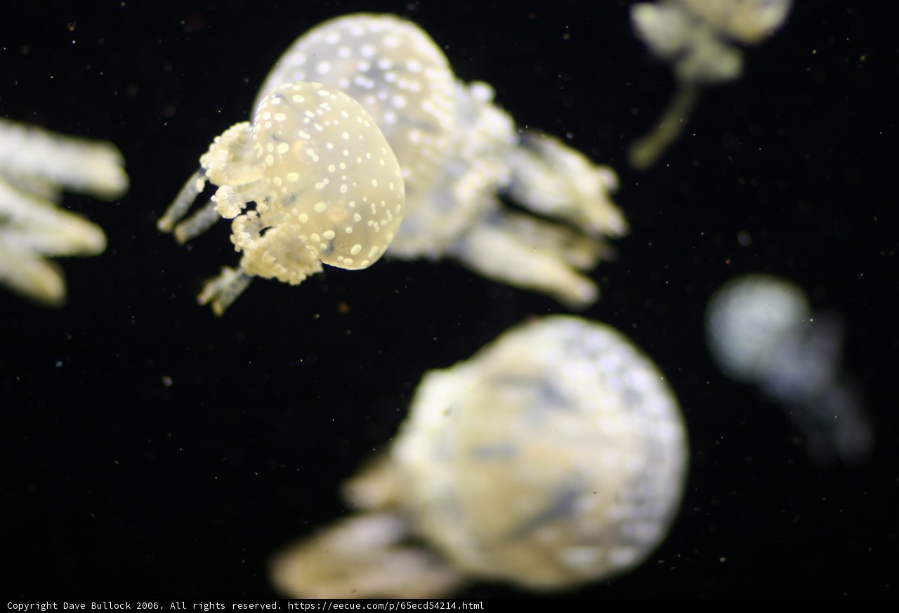 Sea Life Symphony