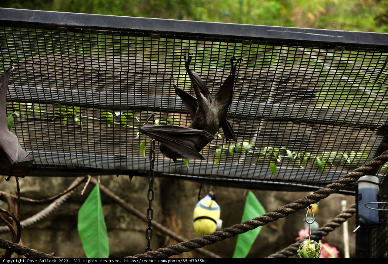 Afternoon Repose: Bats at the Oakland Zoo