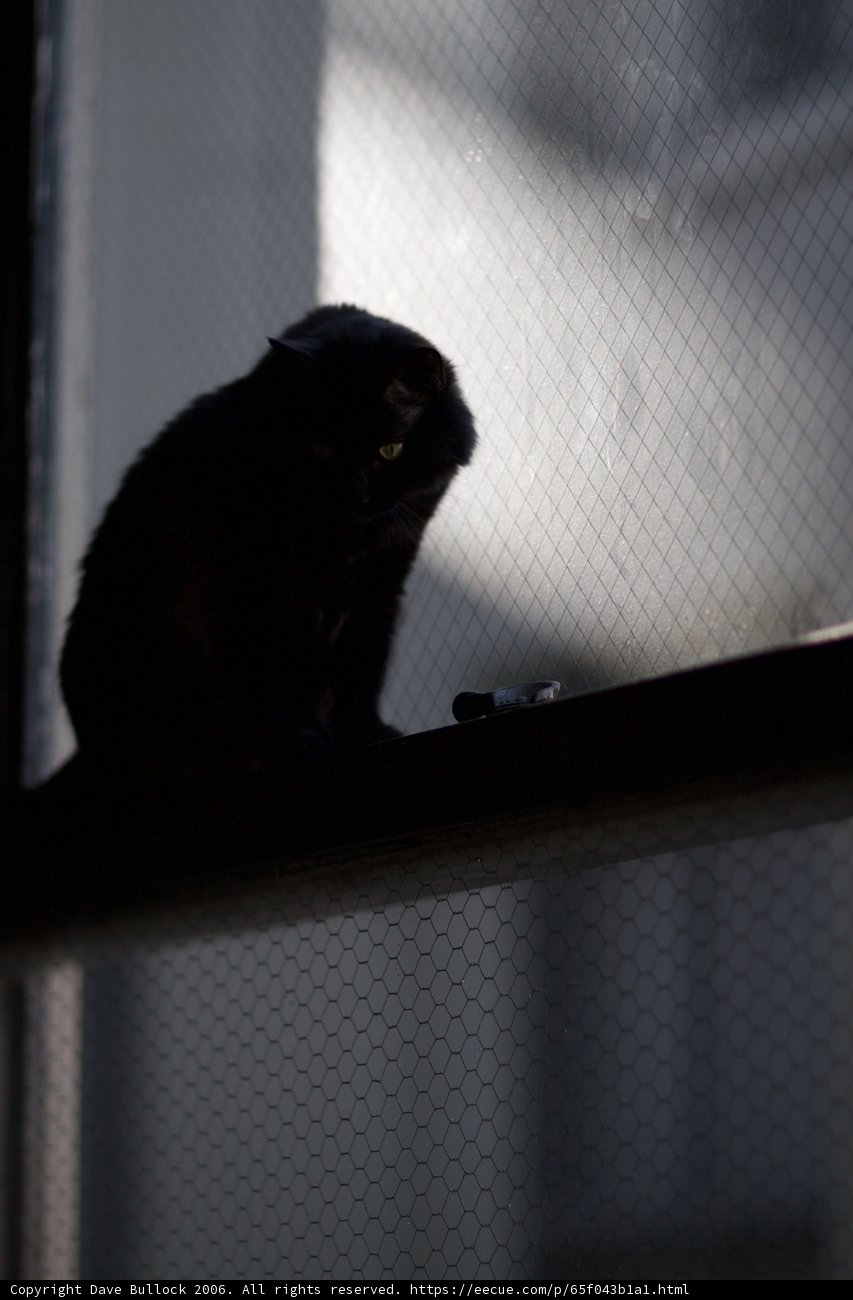 Mysterious Black Cat on Window Sill