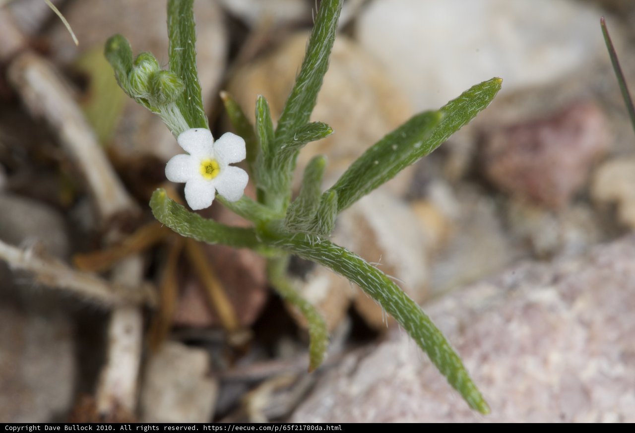 Lone Flower Amongst the Rocks