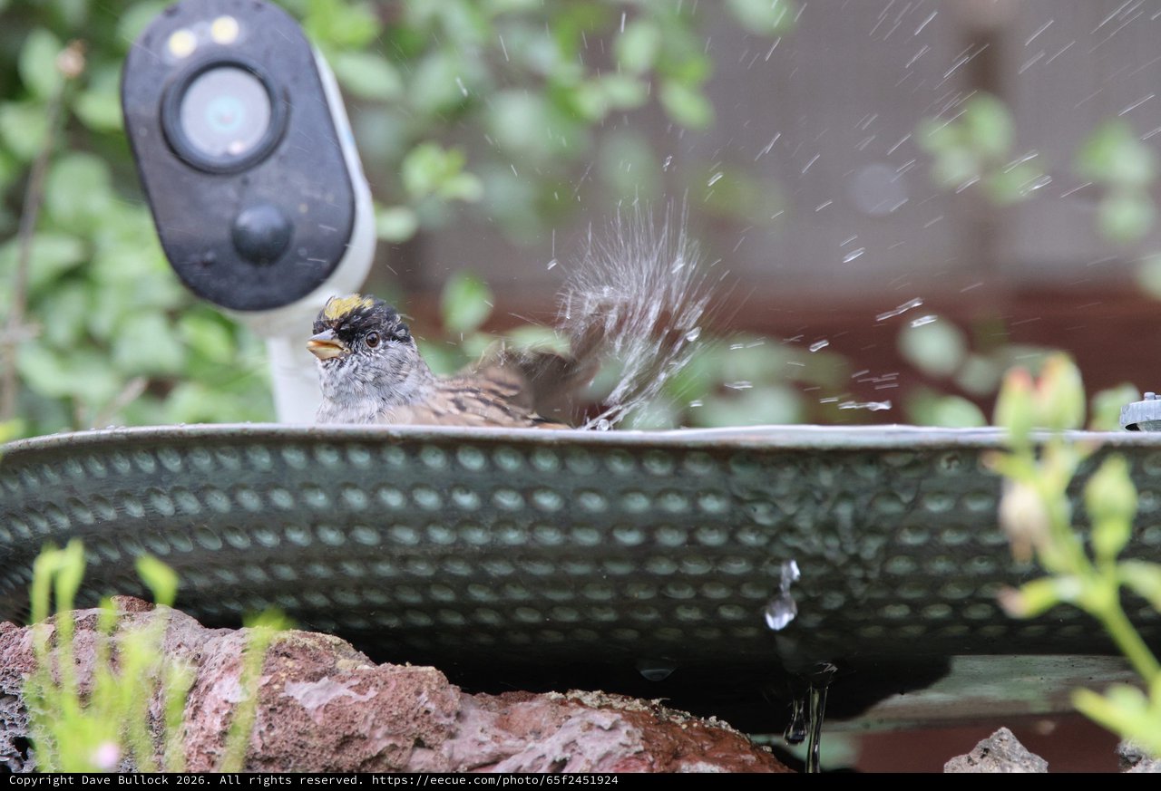 Golden-Crowned Sparrow Splashing in Garden Bird Bath