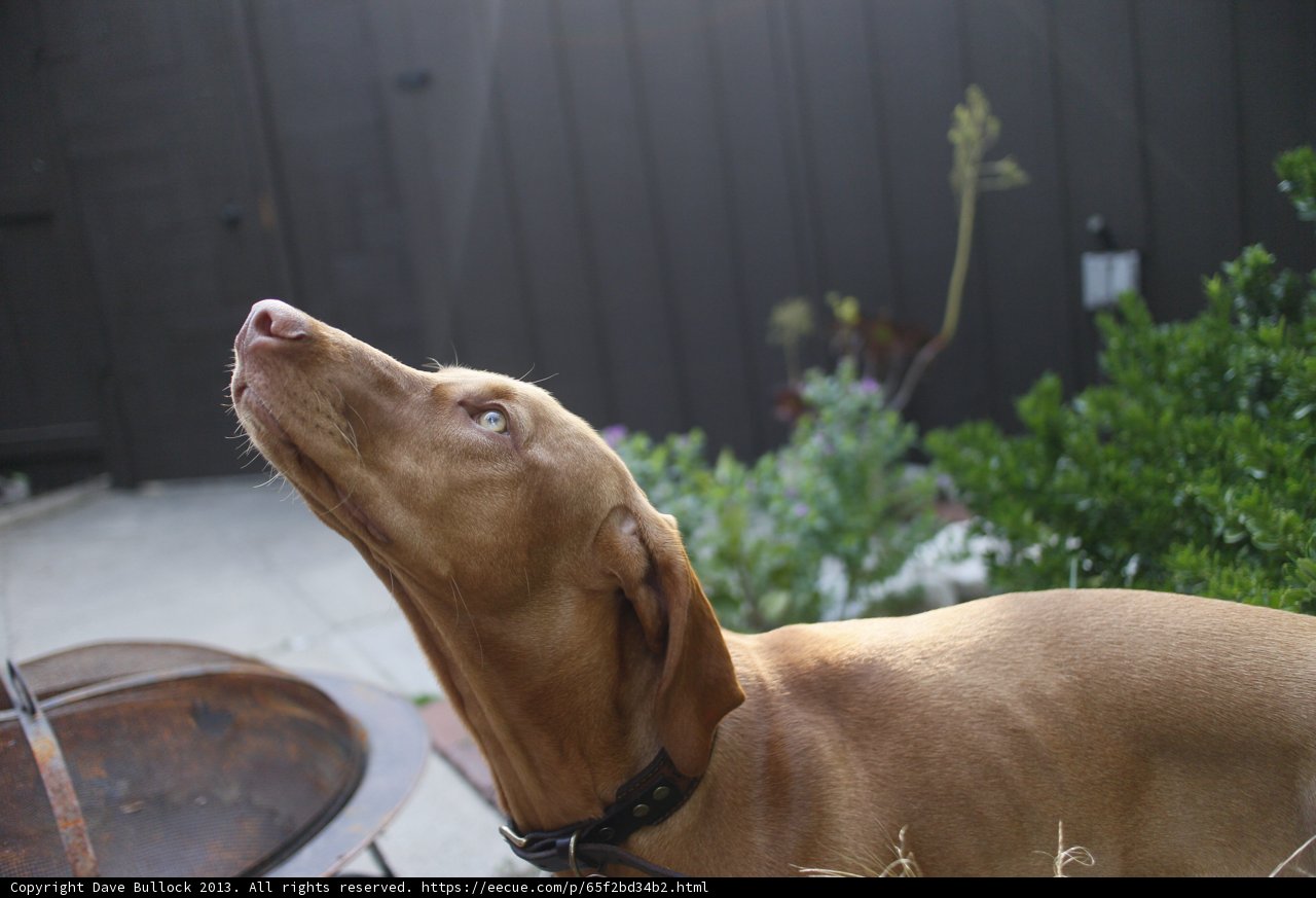 The Curious Canine