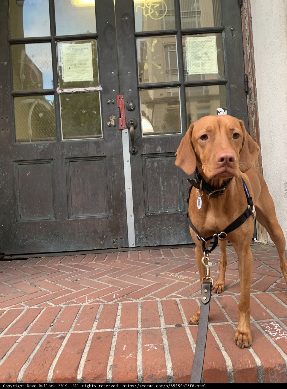 Brown Vizsla on Brick Floor