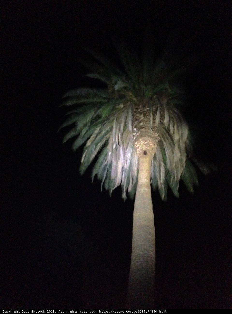 Illuminated Palm Tree