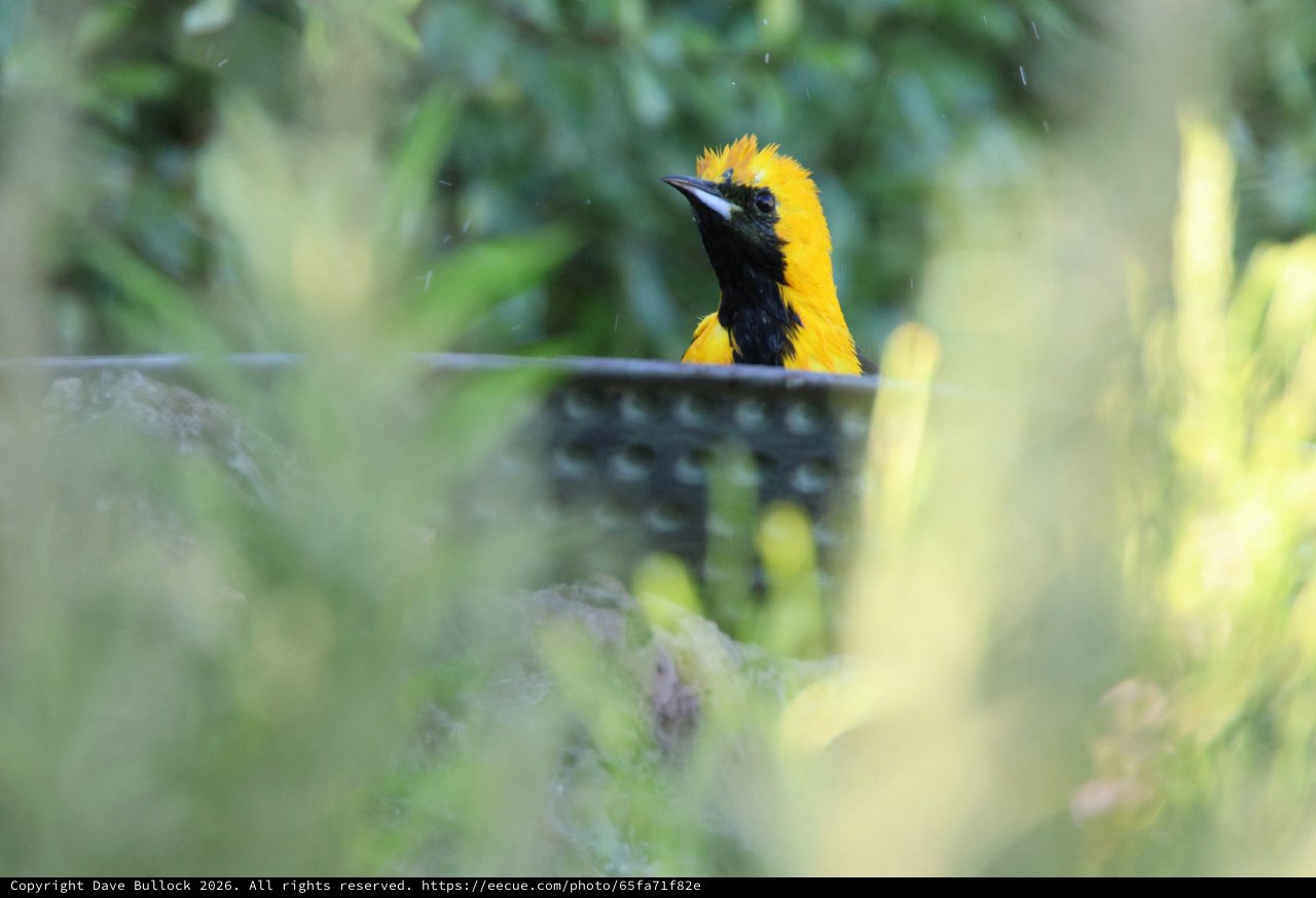 Hooded Oriole Bathing Behind Blurred Foliage