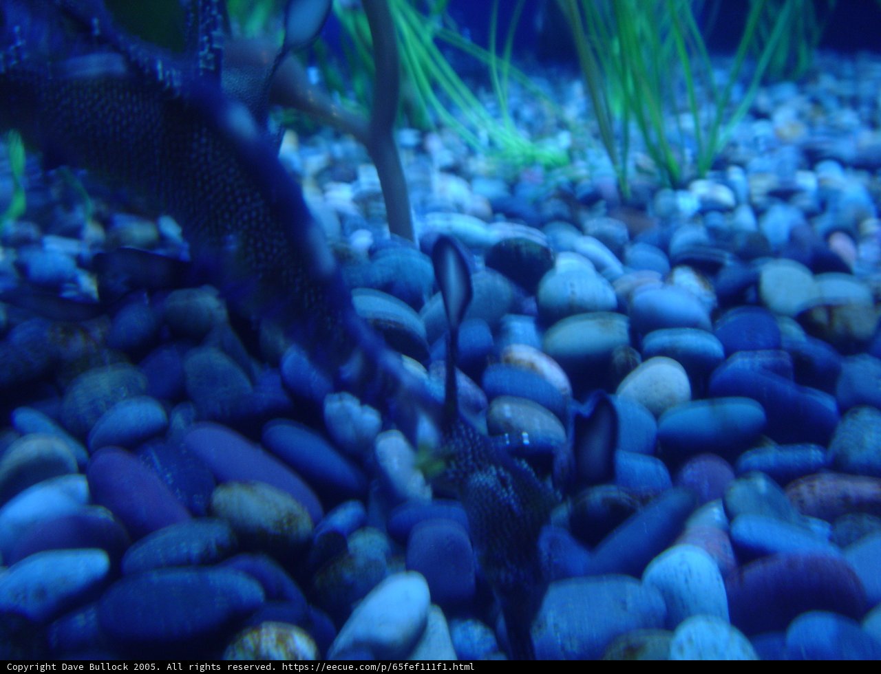 Colorful fish in an aquatic wonderland